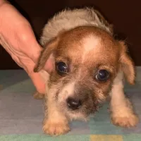 small M tri-color Hazel eyes, a male Yorkipoo and Chorkie for sale in Sacramento, CA – Photo 1 of 2