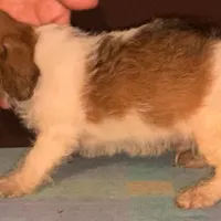 small M tri-color Hazel eyes, a male Yorkipoo and Chorkie for sale in Sacramento, CA – Photo 2 of 2