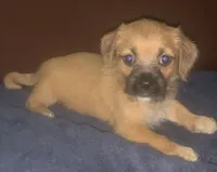 chorkiepoo M short, a male Yorkipoo for sale in Sacramento, CA – 2 of 2