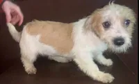 small sweet F tri-color aprox 10% chi, a female Yorkipoo and Chihuahua for sale in Sacramento, CA – Photo 2 of 5