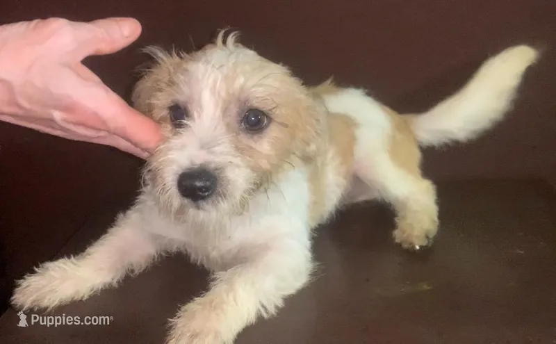 small sweet F tri-color aprox 10% chi – Yorkipoo, Chihuahua puppy for sale in Sacramento, CA