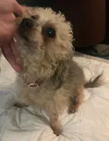 small sweet F tri-color aprox 10% chi, a female Yorkipoo and Chihuahua for sale in Sacramento, CA – Photo 5 of 5
