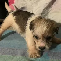 sweet F tri sweet, a female Yorkipoo and Chorkie for sale in Sacramento, CA – Photo 1 of 2