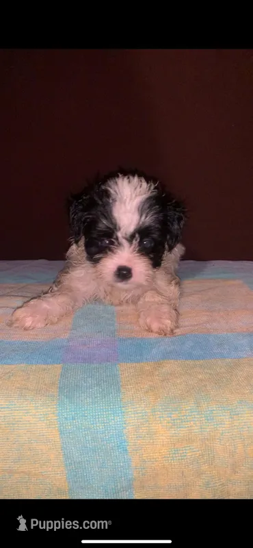 F Oreo Fluffy panda small – Yorkipoo puppy for sale in Sacramento, CA