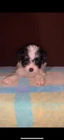 F Oreo Fluffy panda small, a female Yorkipoo for sale in Sacramento, CA – Photo 1 of 2
