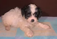 F Oreo Fluffy panda small, a female Yorkipoo for sale in Sacramento, CA – Photo 2 of 2