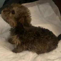 5lb TC MOM 50% Yorkie, a female Yorkipoo and Yorkshire Terrier for sale in Sacramento, CA – Photo 5 of 7