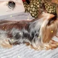 5lb TC MOM 50% Yorkie, a female Yorkipoo and Yorkshire Terrier for sale in Sacramento, CA – Photo 6 of 7