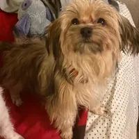 5lb TC MOM 50% Yorkie, a female Yorkipoo and Yorkshire Terrier for sale in Sacramento, CA – Photo 1 of 7