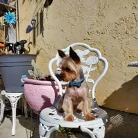5lb TC MOM 50% Yorkie, a female Yorkipoo and Yorkshire Terrier for sale in Sacramento, CA – Photo 7 of 7