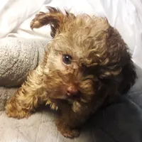 5lb TC MOM 50% Yorkie, a female Yorkipoo and Yorkshire Terrier for sale in Sacramento, CA – Photo 3 of 7