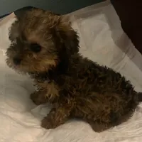 5lb TC MOM 50% Yorkie, a female Yorkipoo and Yorkshire Terrier for sale in Sacramento, CA – Photo 4 of 7