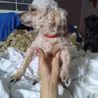 5lb TC MOM 50% Yorkie, a female Yorkipoo and Yorkshire Terrier for sale in Sacramento, CA – Photo 2 of 7