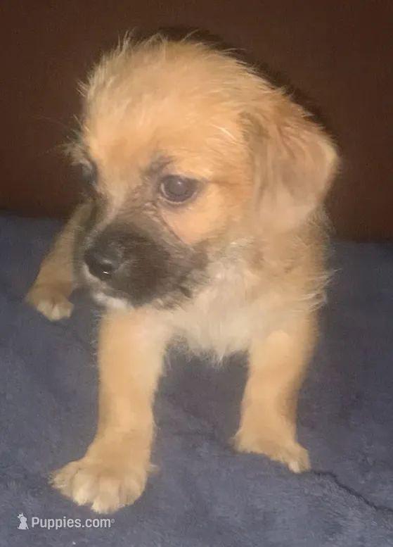 chorkiepoo M short – Yorkipoo puppy for sale in Sacramento, CA