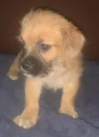 chorkiepoo M short, a male Yorkipoo for sale in Sacramento, CA – 1 of 2