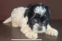 tiny Fluffy F Oreo shorkiepoo, a female Shihpoo and Yorkipoo for sale in Sacramento, CA – Photo 1 of 2