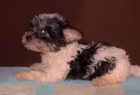 TRI-color M fluffy OREO, a male Yorkipoo for sale in Sacramento, CA – Photo 2 of 2