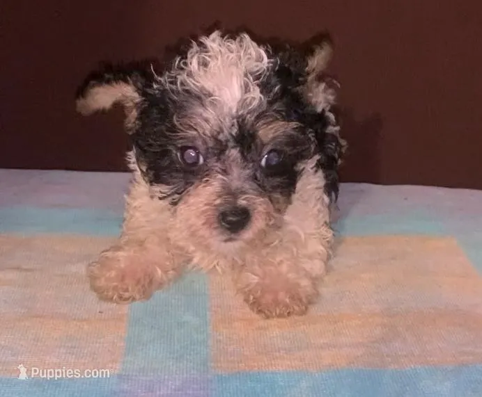 TRI-color M fluffy OREO – Yorkipoo puppy for sale in Sacramento, CA