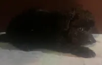 Black small Fluffy yorkiepoo, a male Yorkipoo for sale in Sacramento, CA – Photo 2 of 2