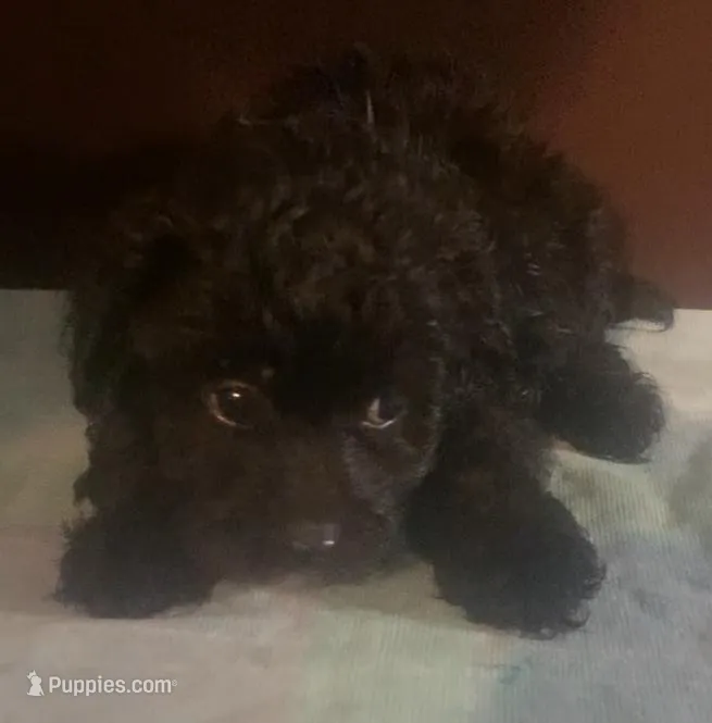 Black small Fluffy yorkiepoo – Yorkipoo puppy for sale in Sacramento, CA