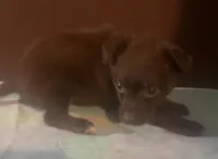 Tiny F red shorthair, a female Yorkipoo for sale in Sacramento, CA – Photo 2 of 2