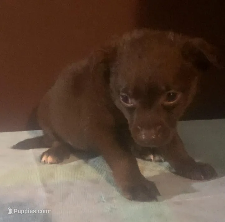 Tiny F red shorthair – Yorkipoo puppy for sale in Sacramento, CA