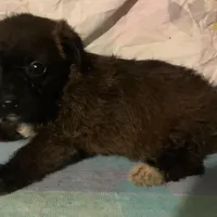 SOLD small Tri-color  F , a female Yorkipoo and Chorkie for sale in Sacramento, CA – Photo 2 of 2