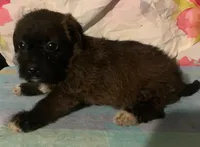 SOLD small Tri-color  F , a female Yorkipoo and Chorkie for sale in Sacramento, CA – Photo 2 of 2