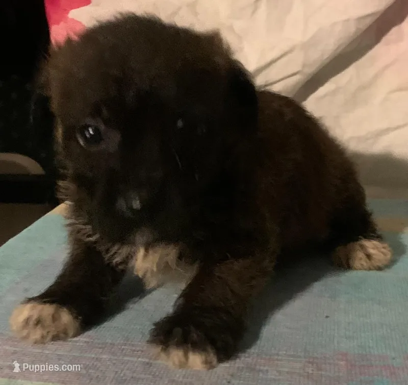 SOLD small Tri-color  F 