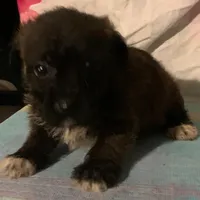 SOLD small Tri-color  F , a female Yorkipoo and Chorkie for sale in Sacramento, CA – Photo 1 of 2