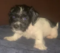Oreo chorkiepoo M, a male Yorkipoo for sale in Sacramento, CA – 2 of 2