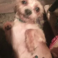 GoldenApricot yorkiepooX Small, a female Maltipoo and Yorkipoo for sale in Sacramento, CA – Photo 6 of 10