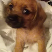 GoldenApricot yorkiepooX Small, a female Maltipoo and Yorkipoo for sale in Sacramento, CA – Photo 9 of 10