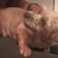 GoldenApricot yorkiepooX Small, a female Maltipoo and Yorkipoo for sale in Sacramento, CA – Photo 5 of 10