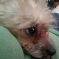 GoldenApricot yorkiepooX Small, a female Maltipoo and Yorkipoo for sale in Sacramento, CA – Photo 3 of 10