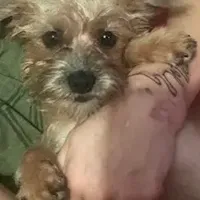 GoldenApricot yorkiepooX Small, a female Maltipoo and Yorkipoo for sale in Sacramento, CA – Photo 7 of 10