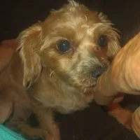 GoldenApricot yorkiepooX Small, a female Maltipoo and Yorkipoo for sale in Sacramento, CA – Photo 1 of 10