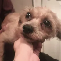 GoldenApricot yorkiepooX Small, a female Maltipoo and Yorkipoo for sale in Sacramento, CA – Photo 4 of 10