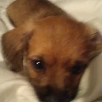 GoldenApricot yorkiepooX Small, a female Maltipoo and Yorkipoo for sale in Sacramento, CA – Photo 10 of 10