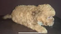small Apricot F Fluffy shorkiepoo, a female Shihpoo and Yorkipoo for sale in Sacramento, CA – Photo 2 of 2