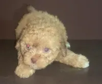 small Apricot F Fluffy shorkiepoo, a female Shihpoo and Yorkipoo for sale in Sacramento, CA – Photo 1 of 2