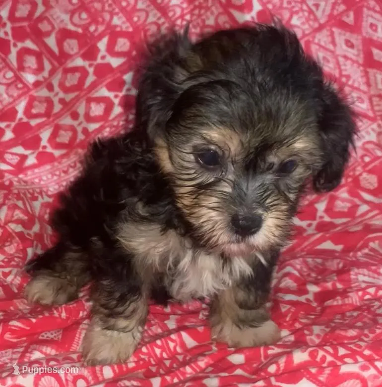 yorkie like M shorkiepoo – Shihpoo, Yorkipoo puppy for sale in Sacramento, CA