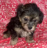 yorkie like M shorkiepoo, a male Shihpoo and Yorkipoo for sale in Sacramento, CA – Photo 1 of 2