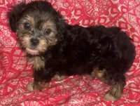 yorkie like M shorkiepoo, a male Shihpoo and Yorkipoo for sale in Sacramento, CA – Photo 2 of 2