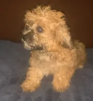 Fluffy gold F yorkiepoo, a female Yorkipoo for sale in Sacramento, CA – 1 of 2