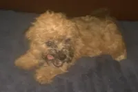 Fluffy gold F yorkiepoo, a female Yorkipoo for sale in Sacramento, CA – 2 of 2