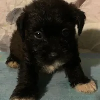 REserved! OREO M , a male Yorkipoo and Chorkie for sale in Sacramento, CA – Photo 1 of 2
