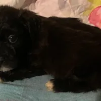 REserved! OREO M , a male Yorkipoo and Chorkie for sale in Sacramento, CA – Photo 2 of 2