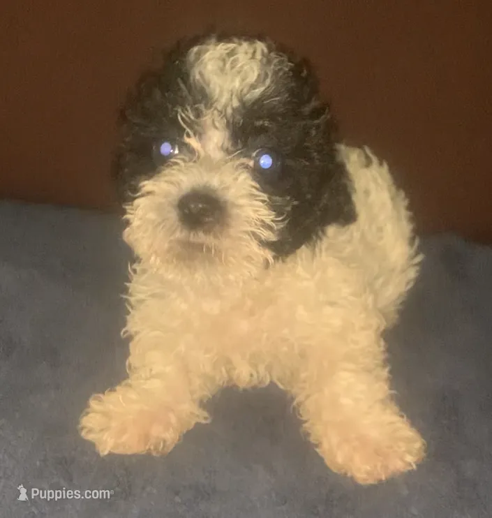 Fluffy Oreo M small – Yorkipoo puppy for sale in Sacramento, CA