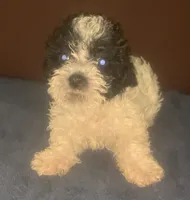 Fluffy Oreo M small, a male Yorkipoo for sale in Sacramento, CA – 1 of 2